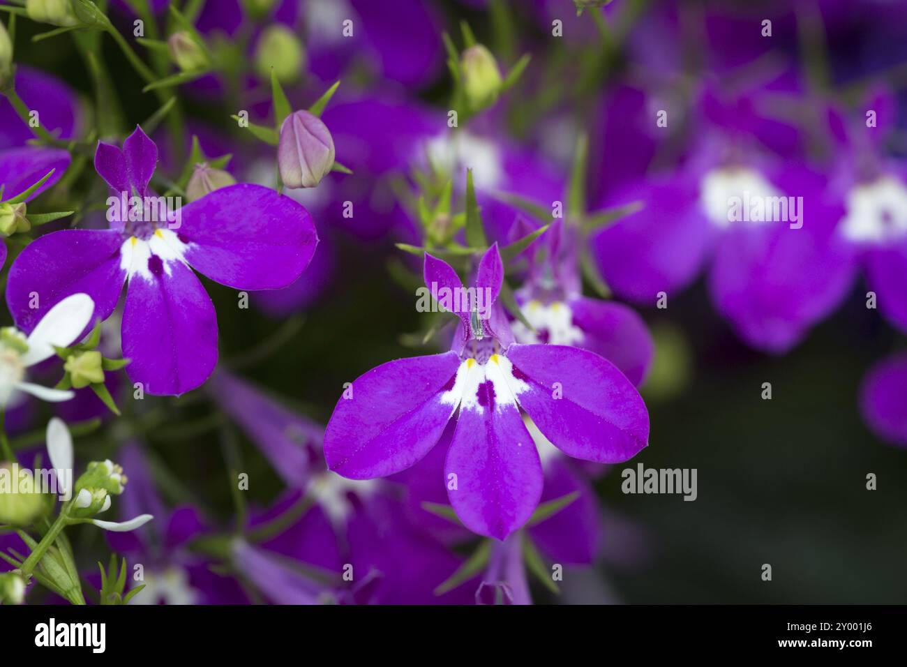 Lobelia erinus, close-up Stock Photo