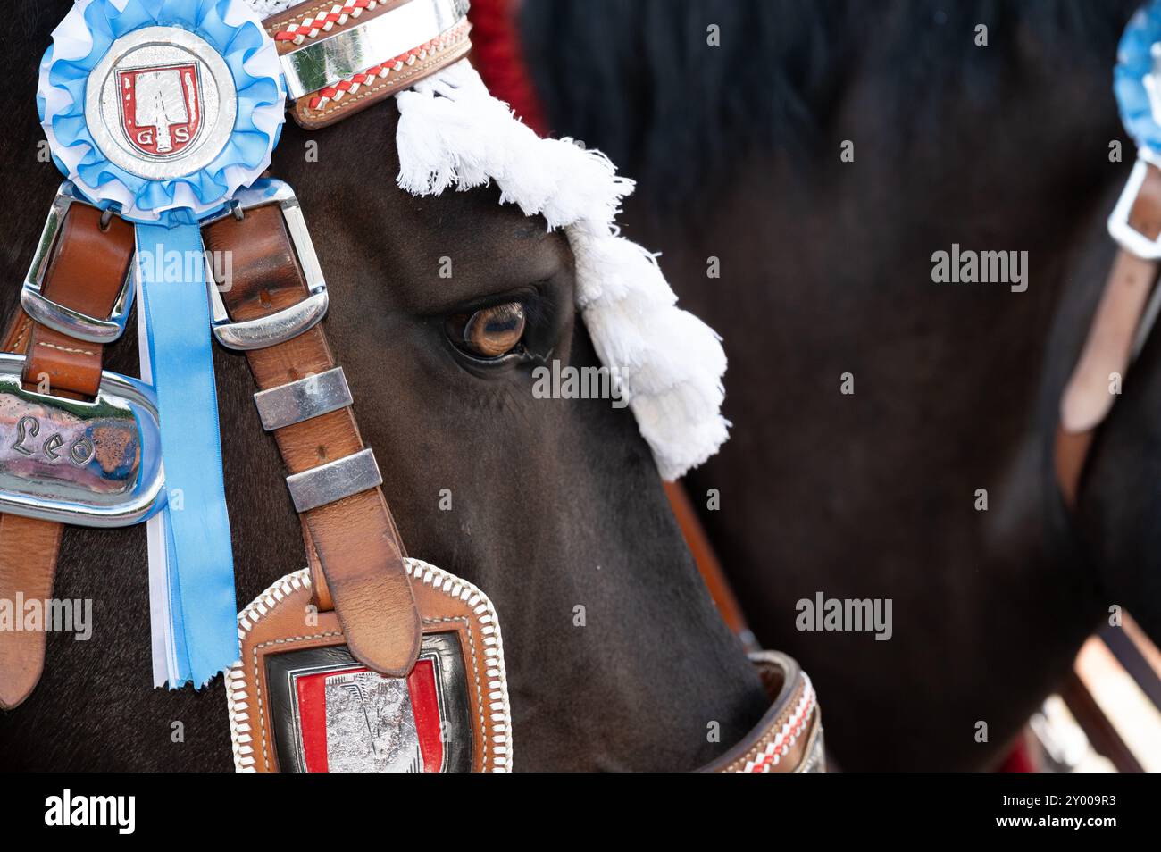 Traditional folk festival in Muehldorf, Mühldorf am Inn, Upper Bavaria, Germany, August 30 2024, Close-up of brewery horse, Spaten Brewery Munich Stock Photo