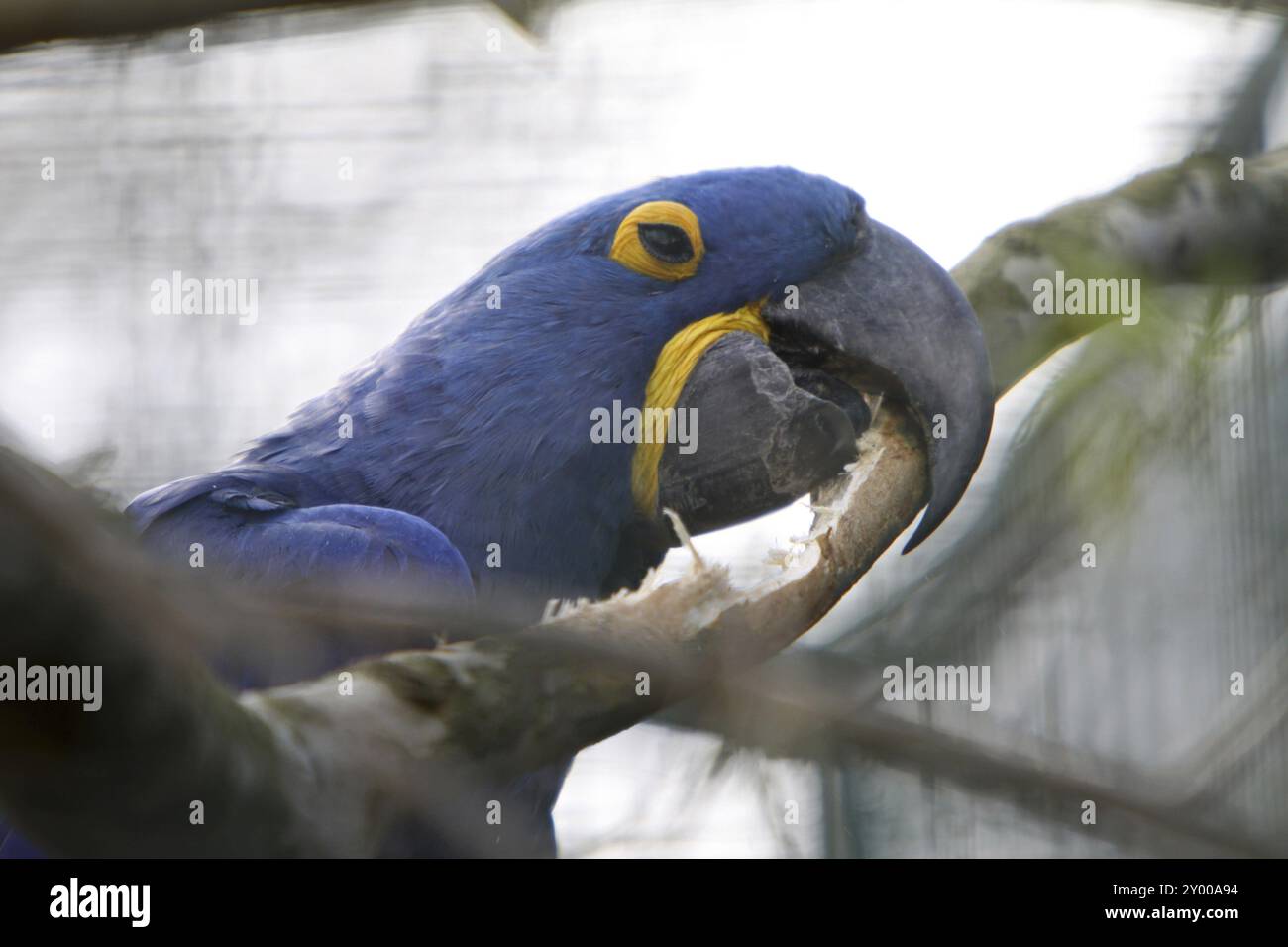 Curated visual reference: Macaw Enclosure Hi Res Stock Photography And Images Photo Inspiration