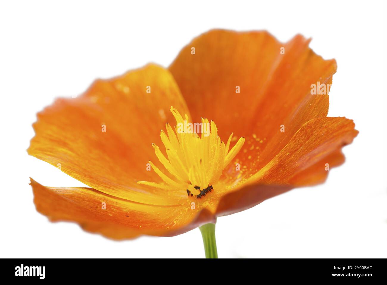 California Poppy Eschscholzia Californica , Plantae, La Honda Creek Open Space Preserve La Honda Ca Us Image646535314 - Foto 9