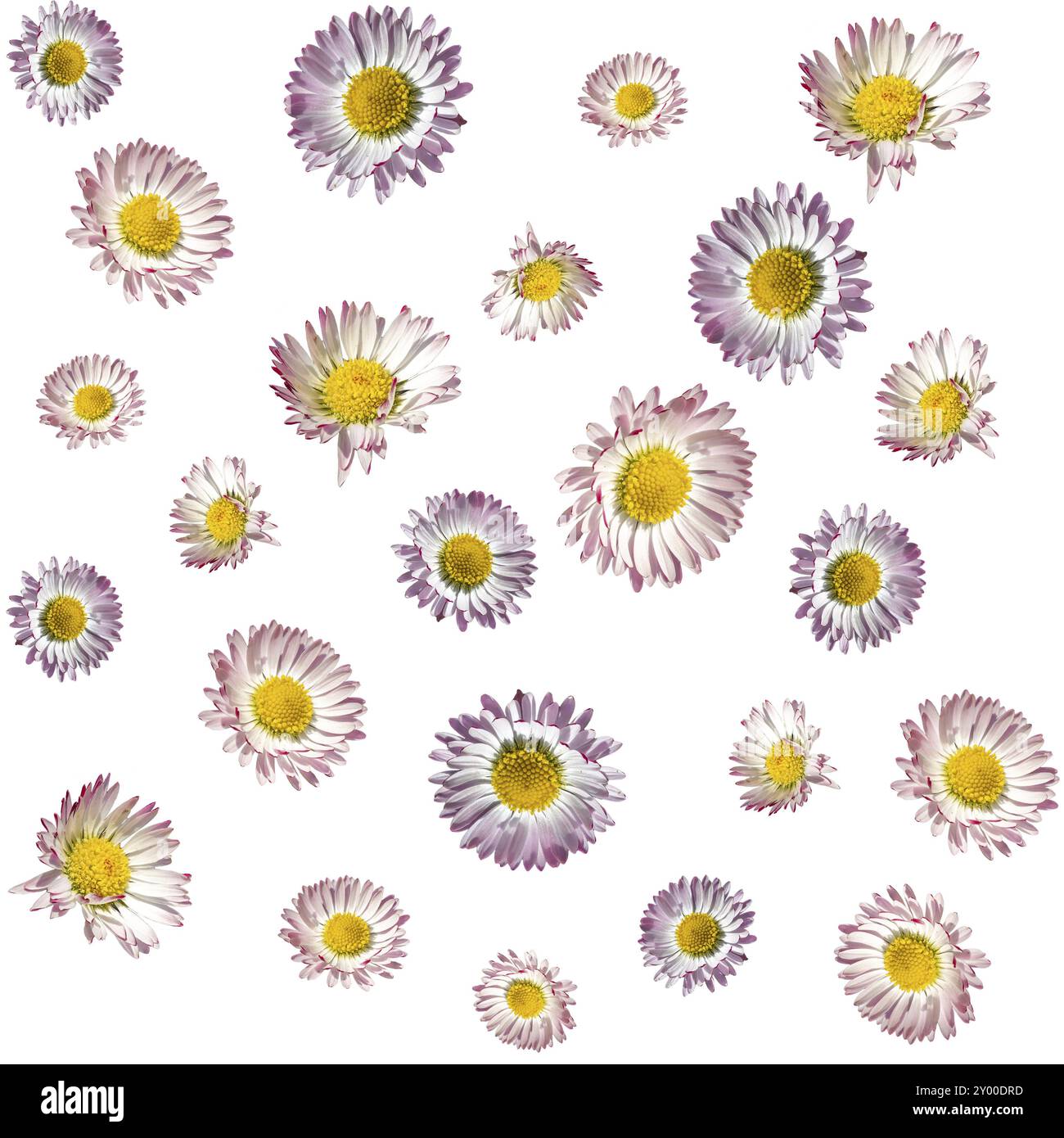 Texture with red and white daisy flowers in different sizes cut out on white Stock Photo