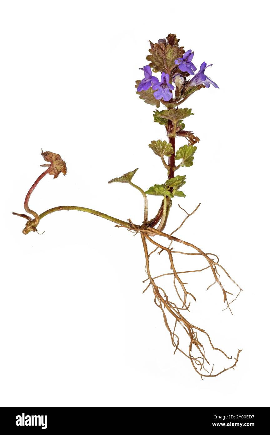 Whole blue groundsel with roots and flower cropped on white Stock Photo ...