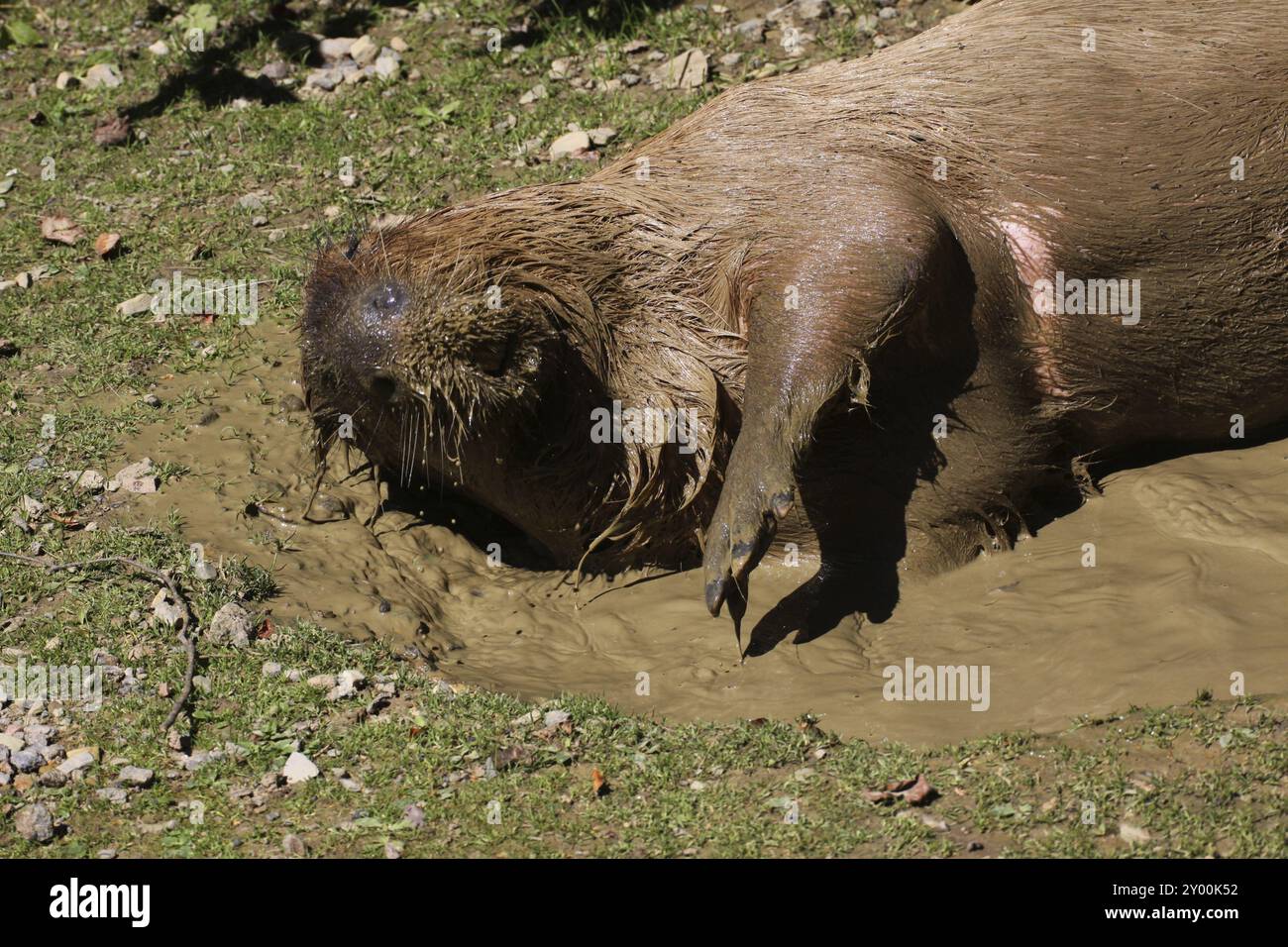 Capybara in mud bath hi-res stock photography and images - Alamy