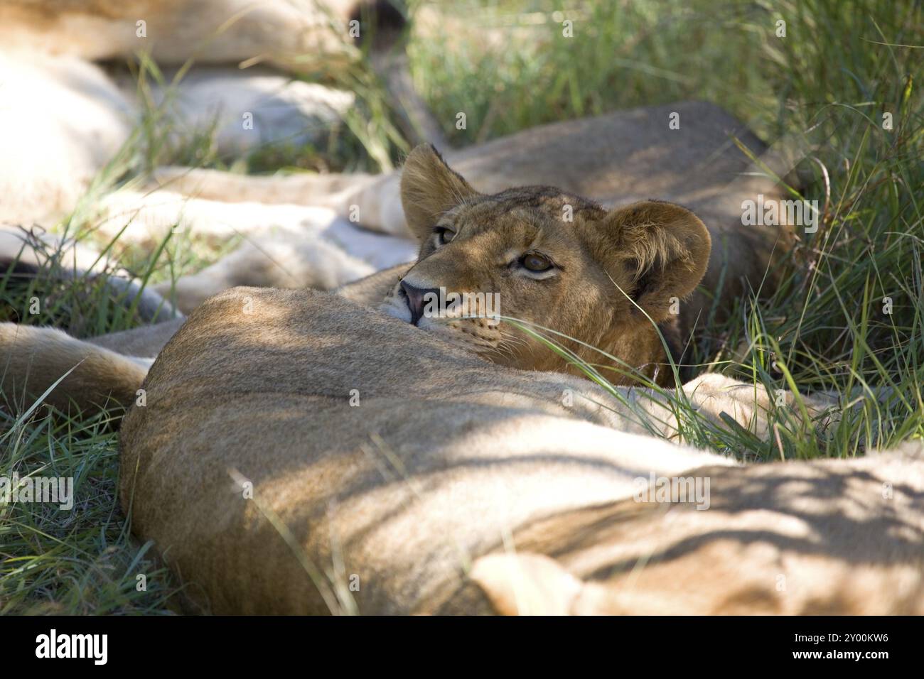 Pride african lions in hi-res stock photography and images - Alamy