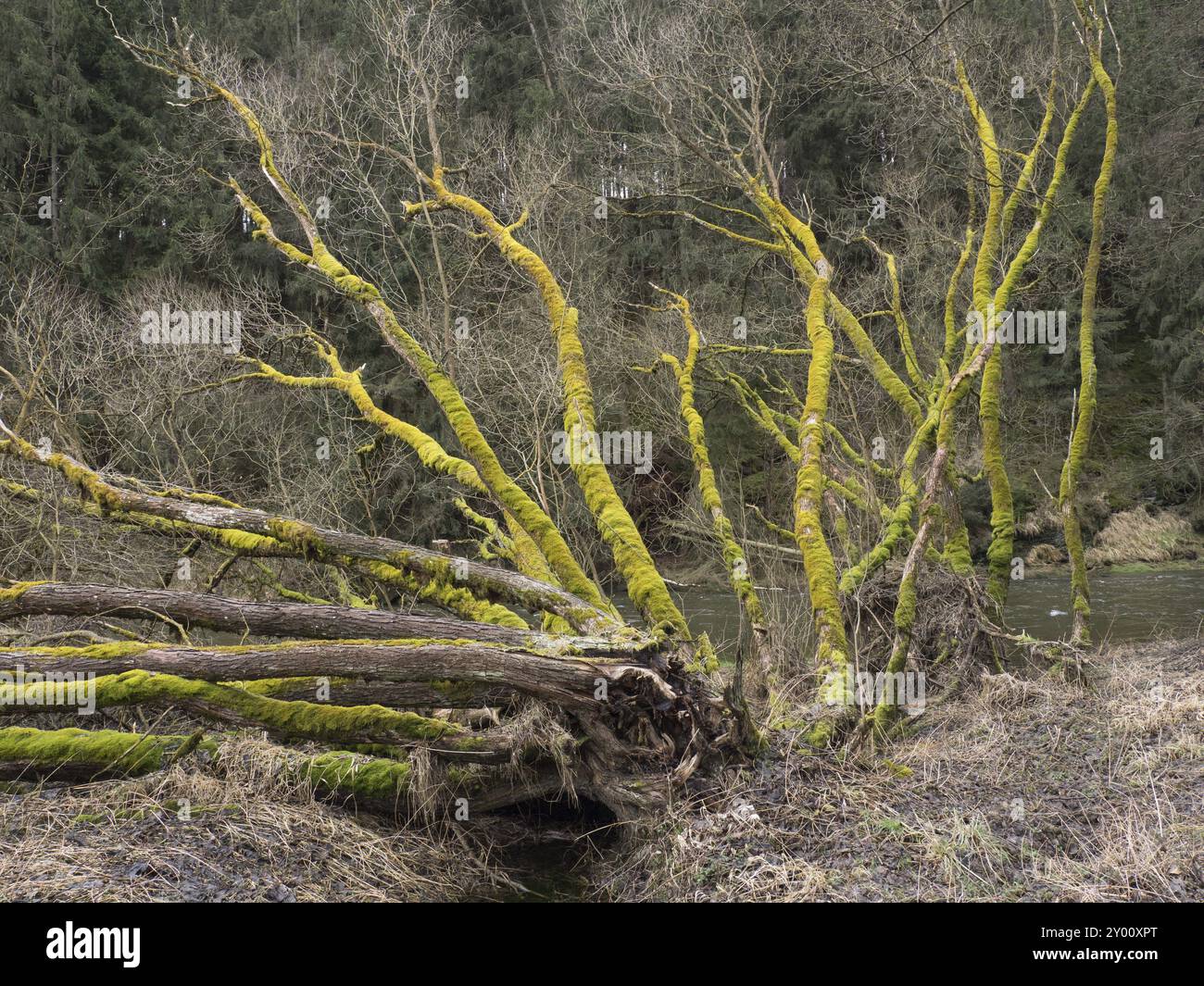 A fallen silver willow on the Saale in Thuringia is covered in moss Stock Photo