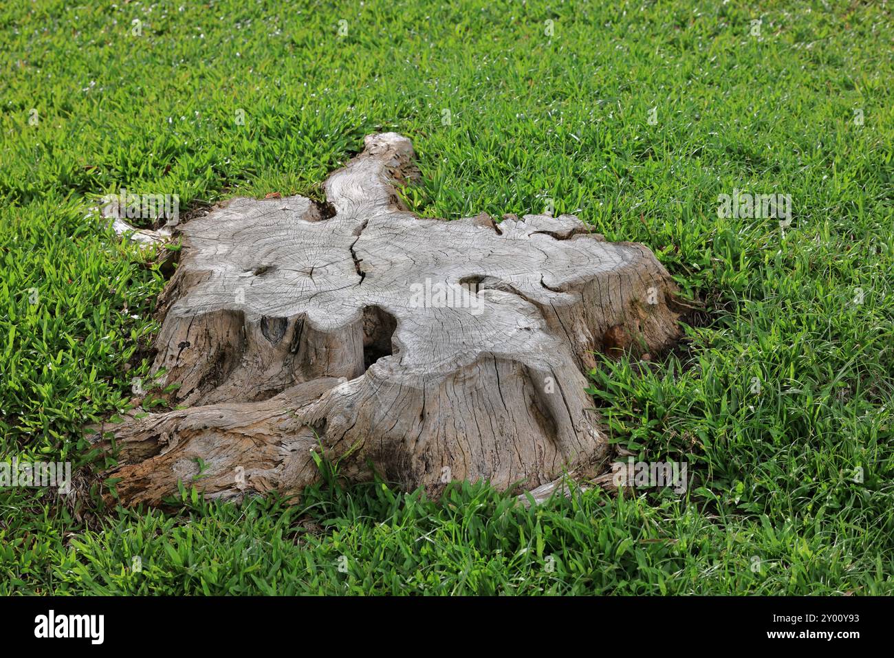 tree stump in the park, Wooden tree stump in the lawn Stock Photo - Alamy