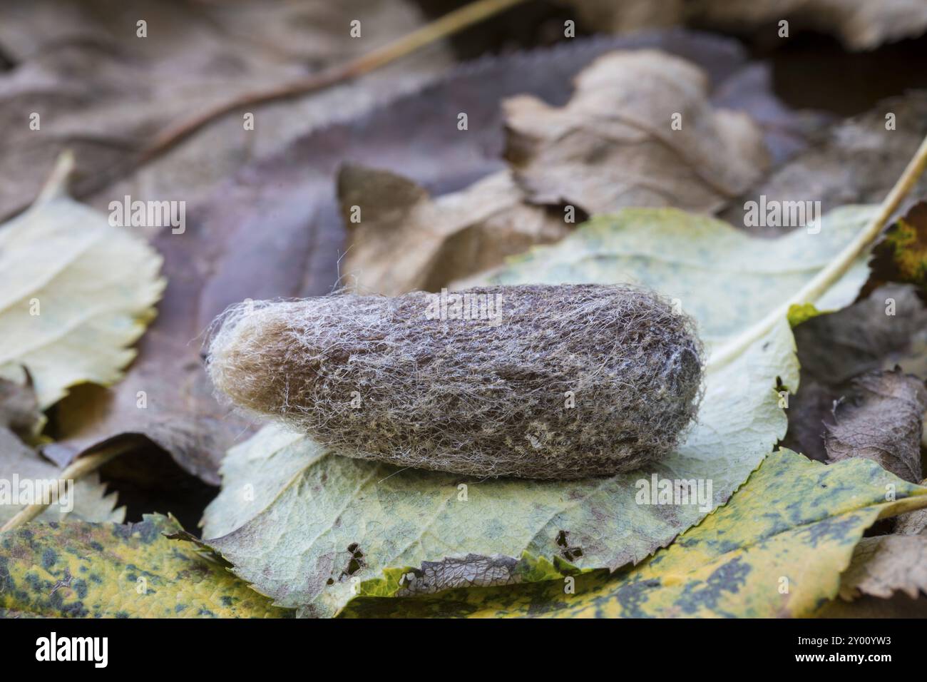 Saturnia pyri, giant peacock moth, pupa Stock Photo