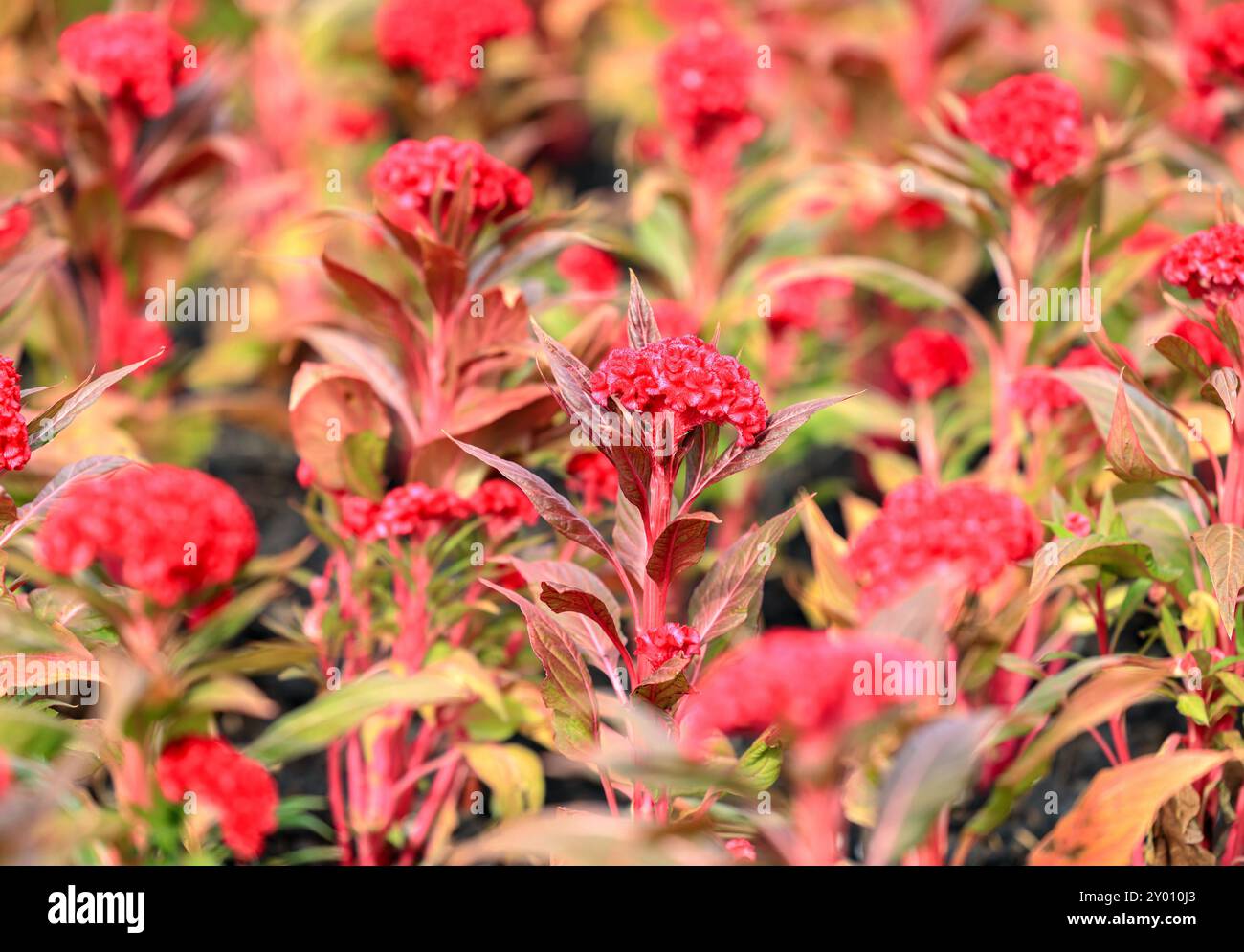 Dark red cockscomb flower, Flower of cockscomb (Celosia cristata ...