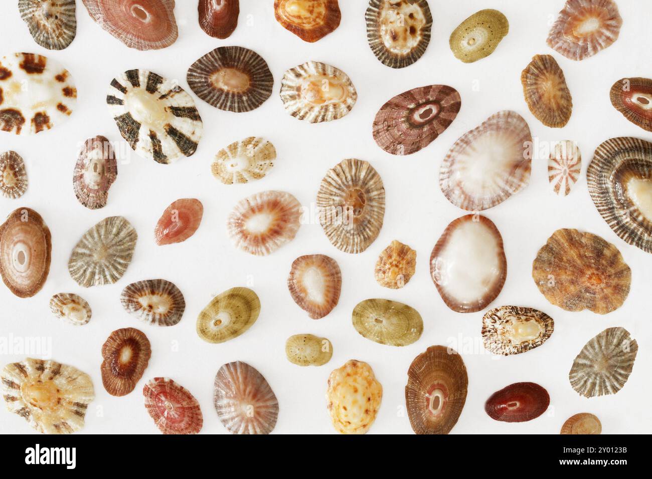 Array of shells hi-res stock photography and images - Alamy