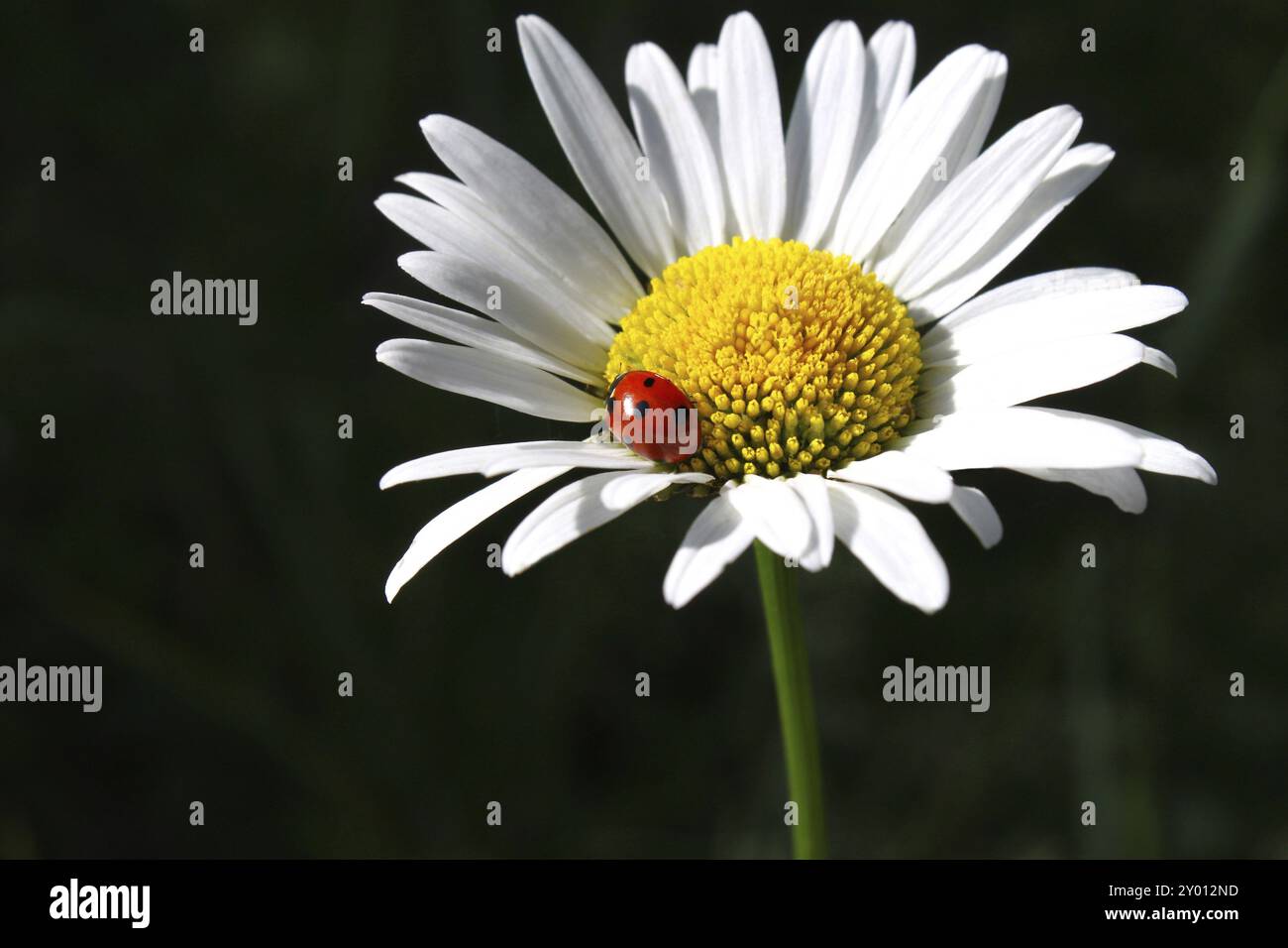 Ladybug sits on a Camomile flower Stock Photo