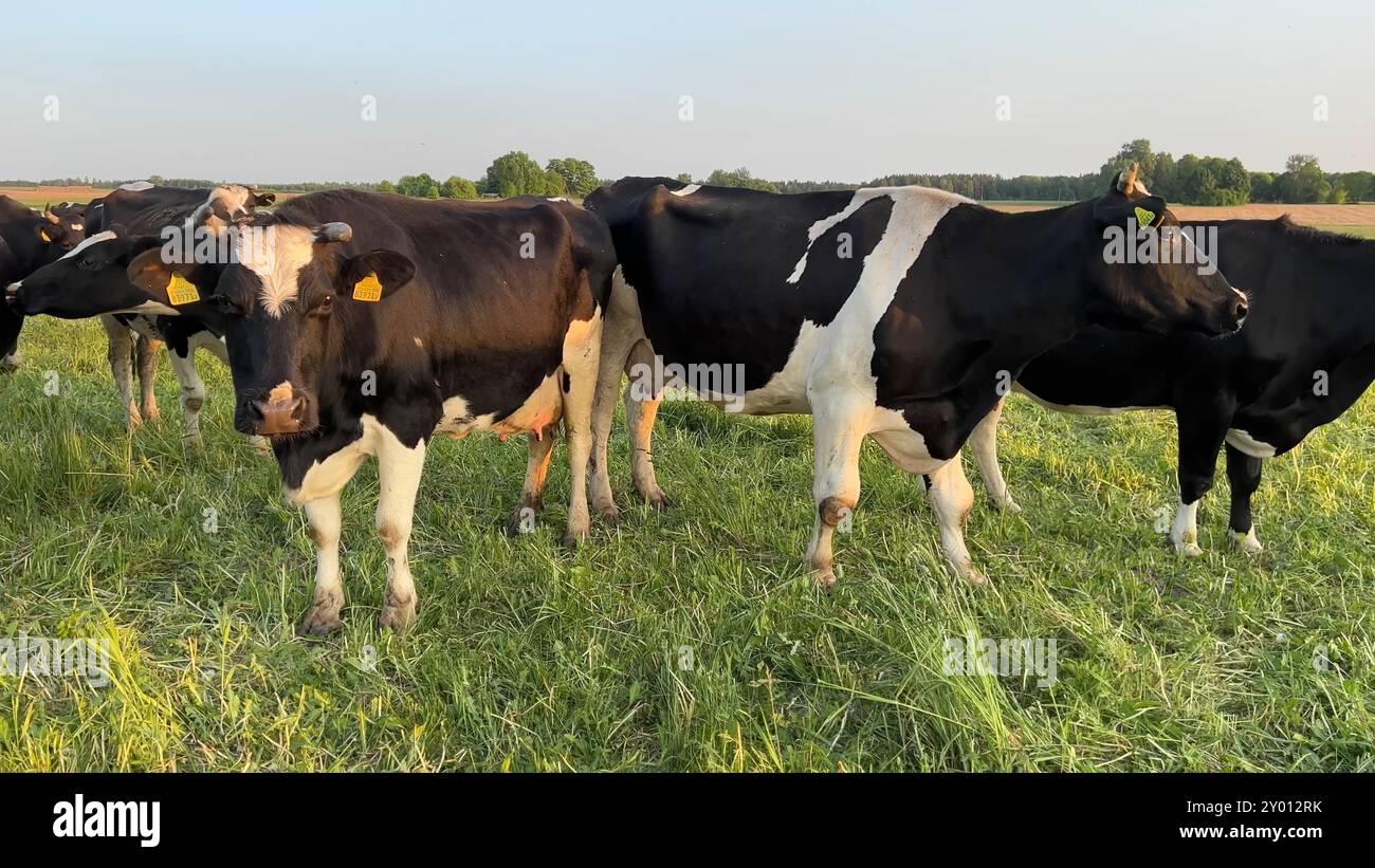 Black and white cows in a field at sunset Stock Photo - Alamy