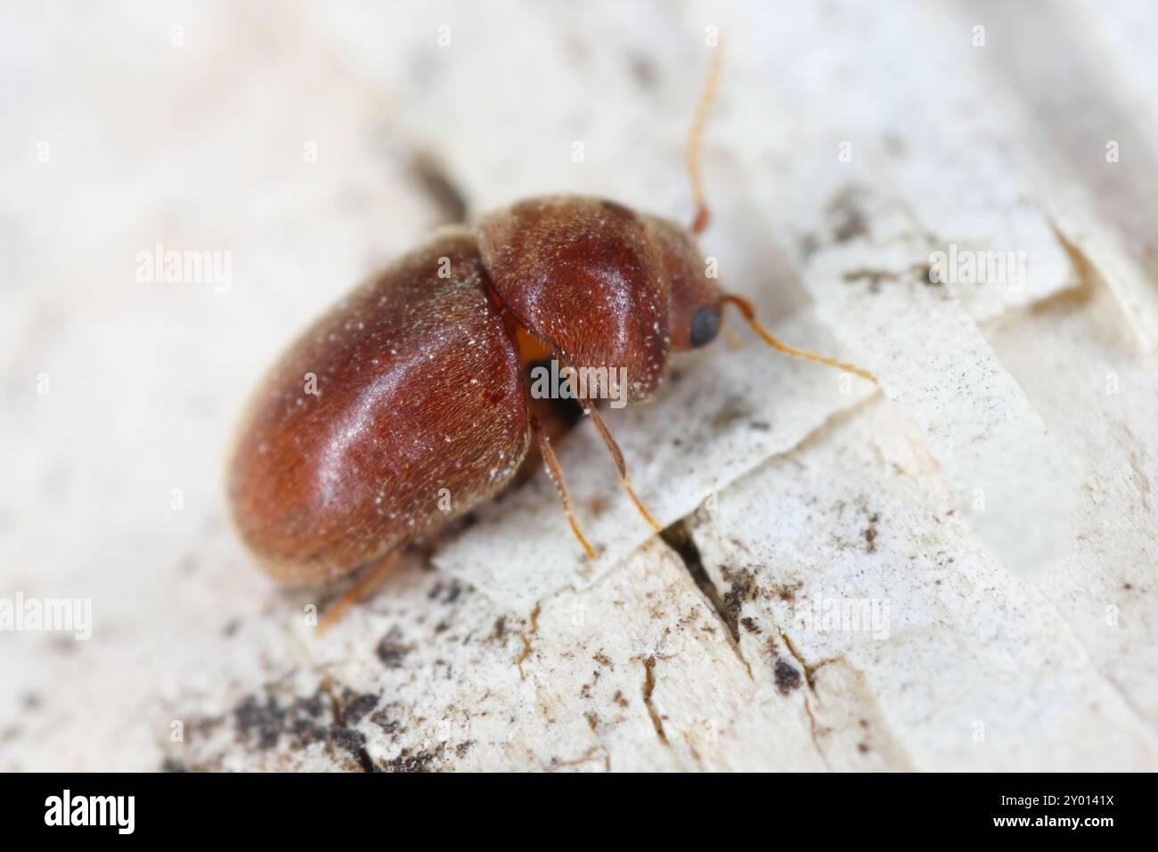 Cigarette or tobacco beetle (Lasioderma serricorne) stored product pest.  Beetle, close-up of head and antennae Stock Photo