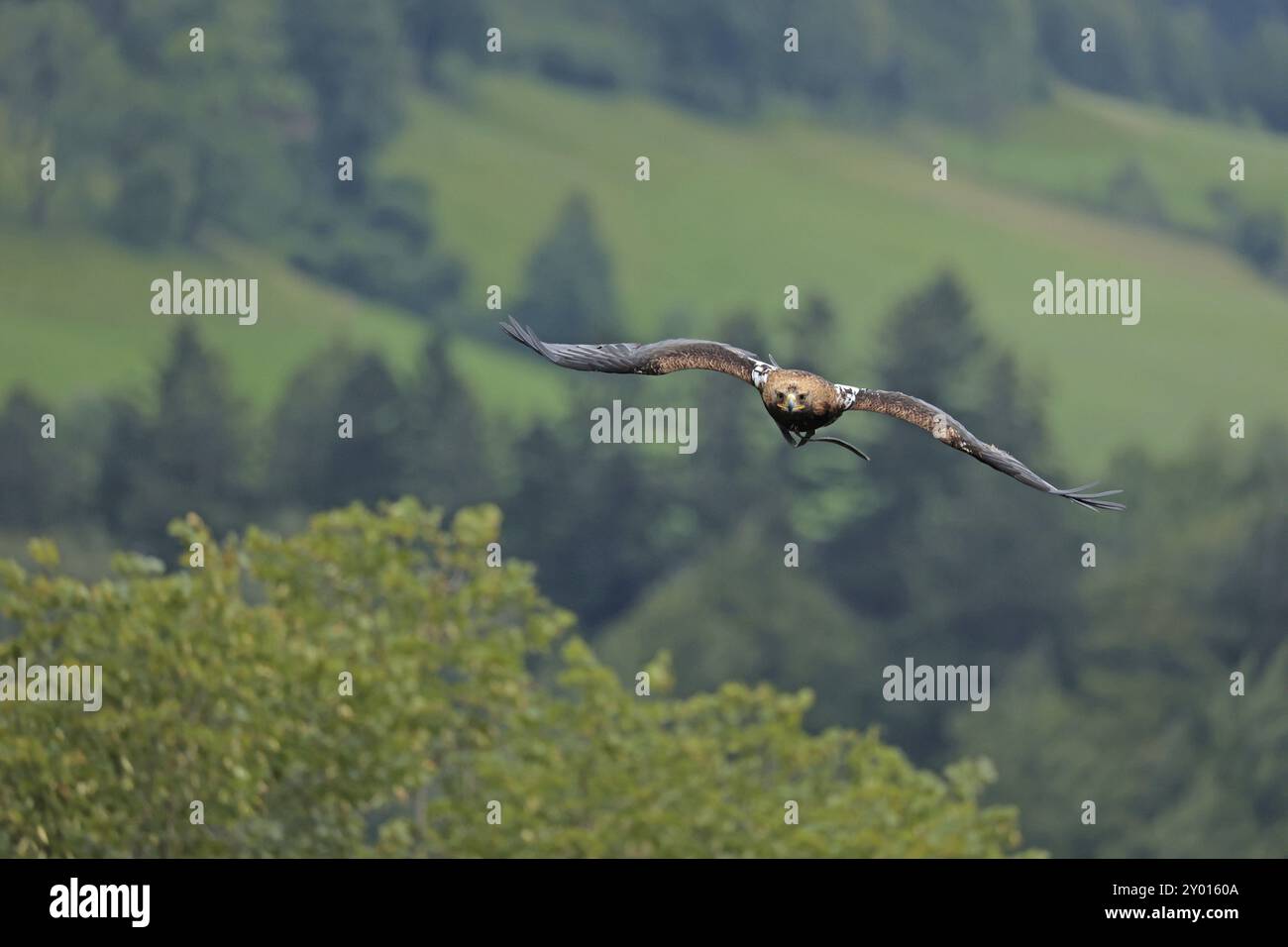 Harris's hawk (Parabuteo unicinctus), Hohenwerfen Castle, Salzburger Land, Austria, falconer, Harris's Hawk, Europe Stock Photo