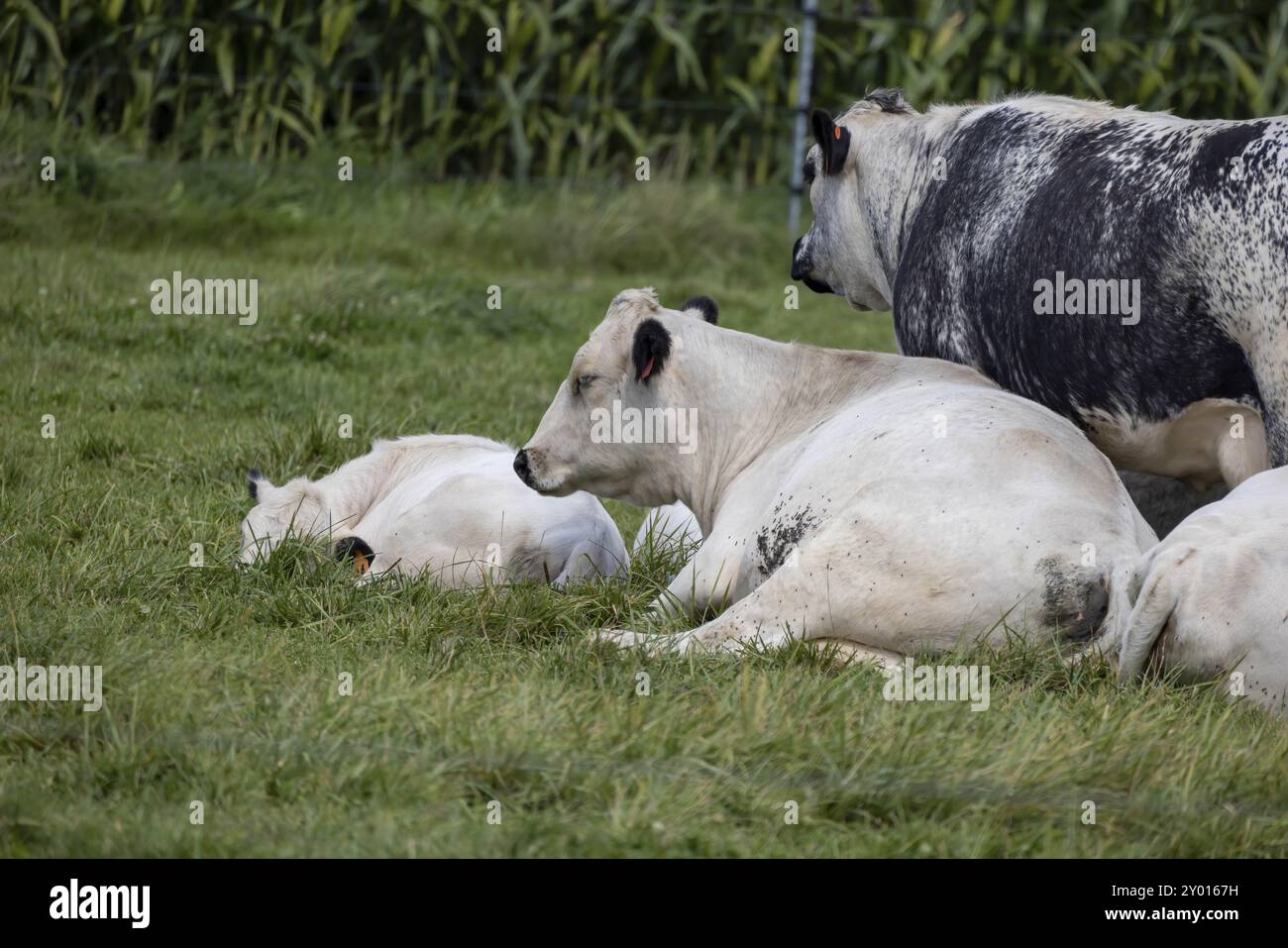 Natural scene from village of Wisconsin Stock Photo - Alamy