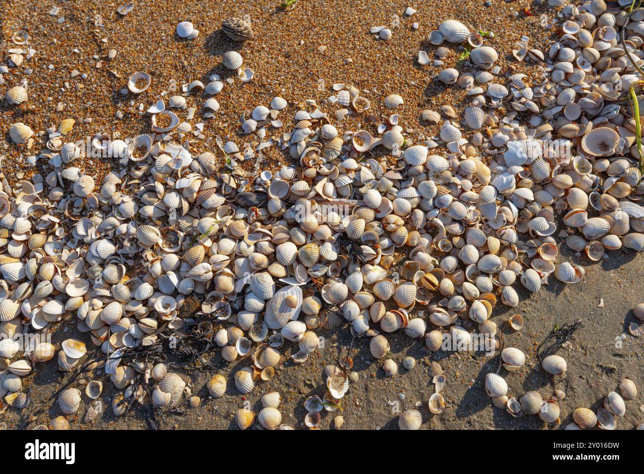 White shells hi-res stock photography and images - Alamy