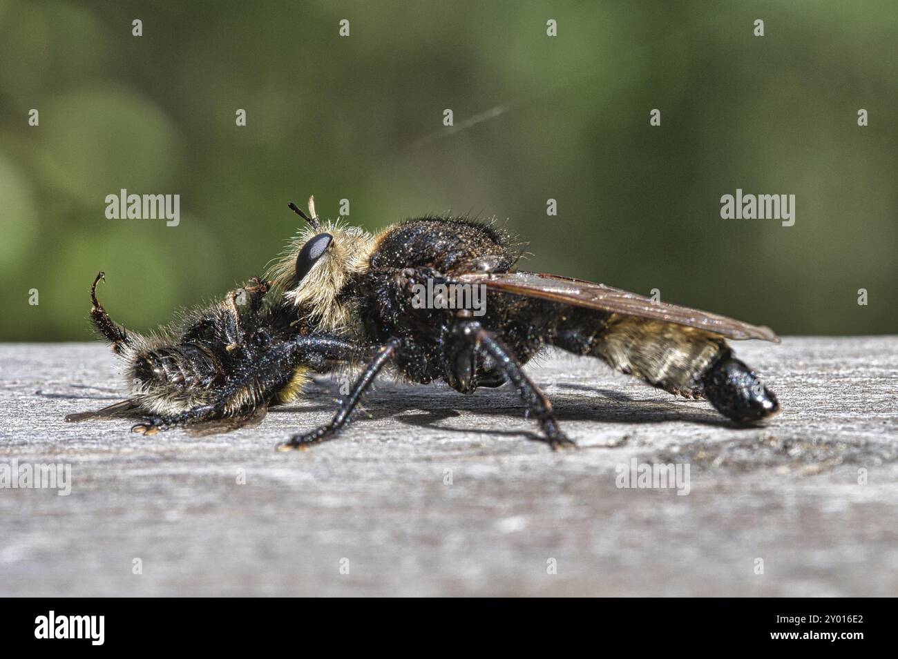 Yellow murder fly or yellow robber fly with a bumblebee as prey. The insect is sucked out by the hunter. Yellow black hairs cover the hunter. Macro sh Stock Photo