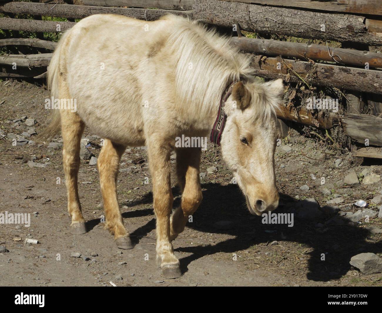 Nepal mule hi-res stock photography and images - Page 3 - Alamy Nepal mule hi-res stock photography and images - Page 3 - Alamy