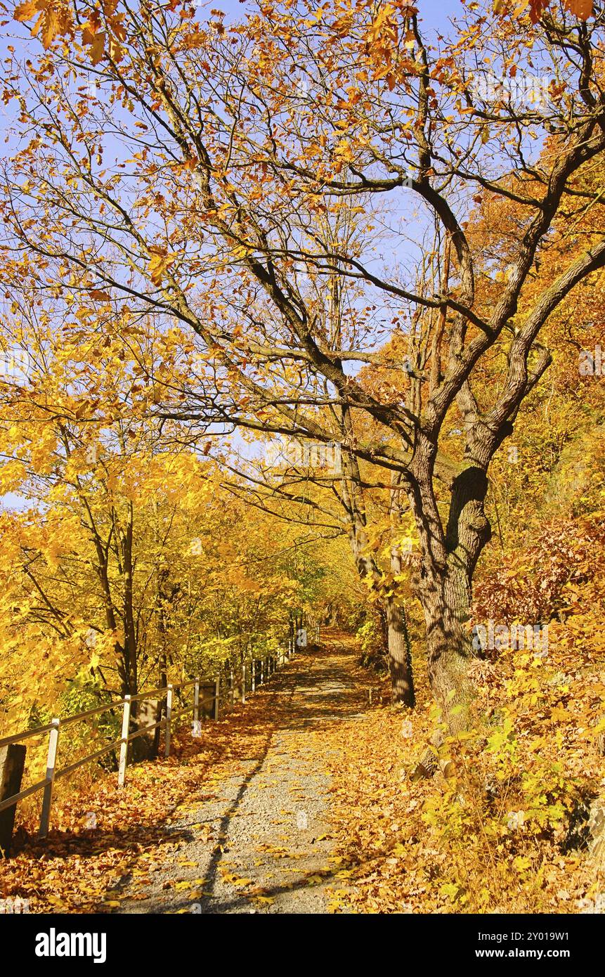 Beeches and maples hi-res stock photography and images - Alamy