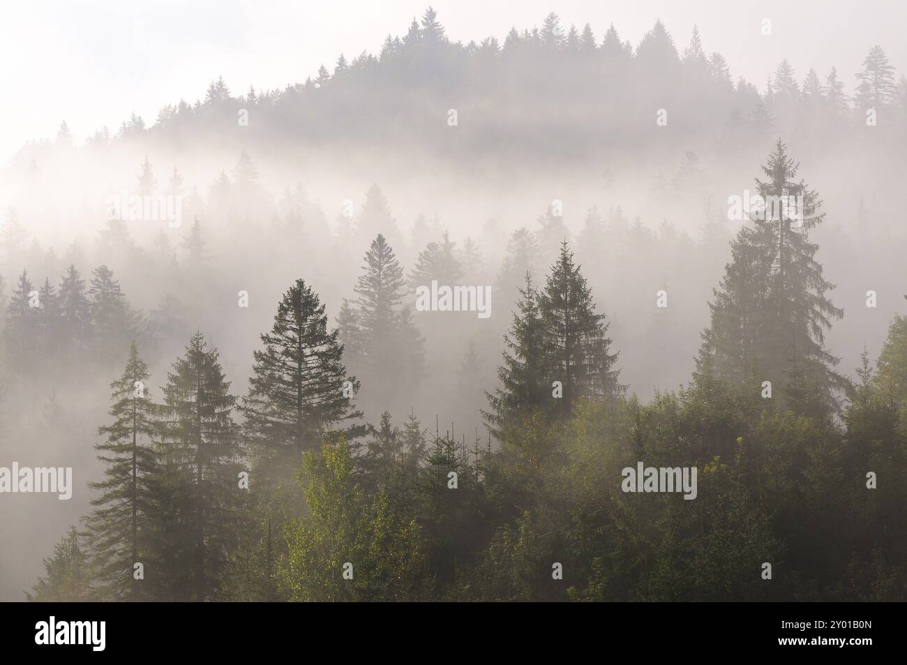 Fog patchs hi-res stock photography and images - Alamy