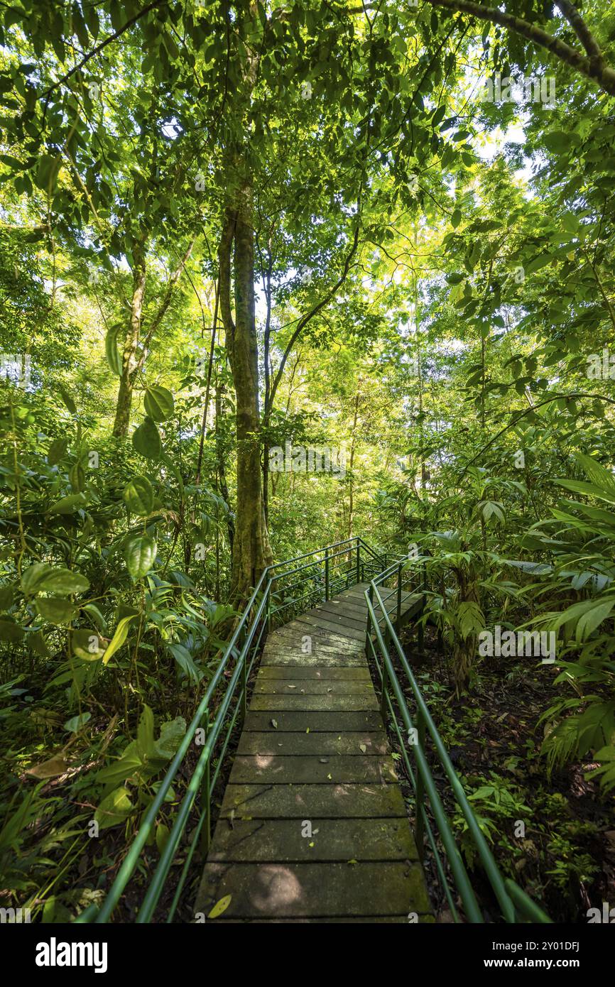 Path in the rainforest, dense vegetation, Tortuguero National Park ...