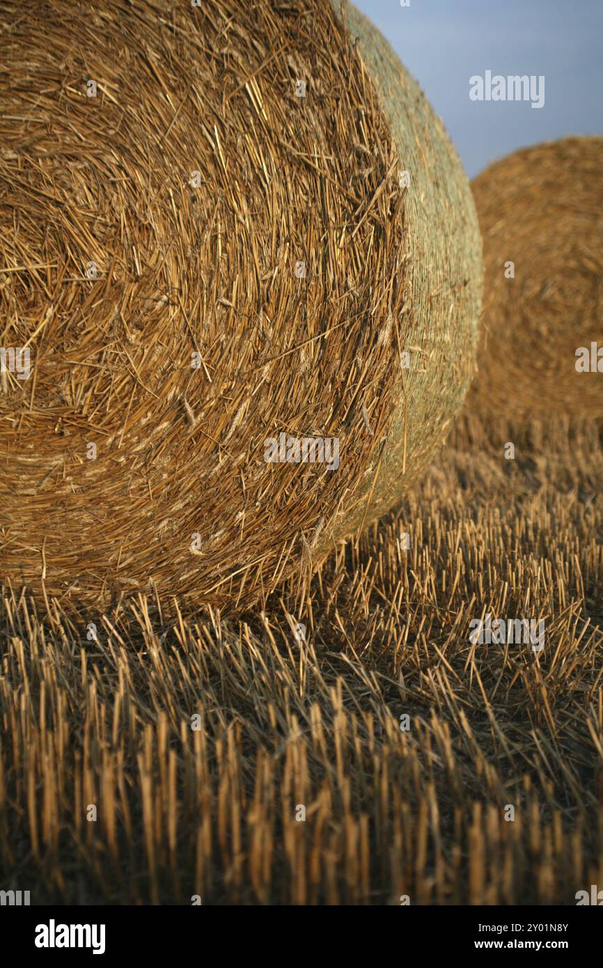 Bales on a stubble field Stock Photo - Alamy