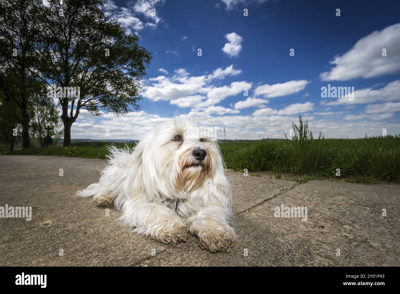 Buy havanese running Shop, image size:1300x956