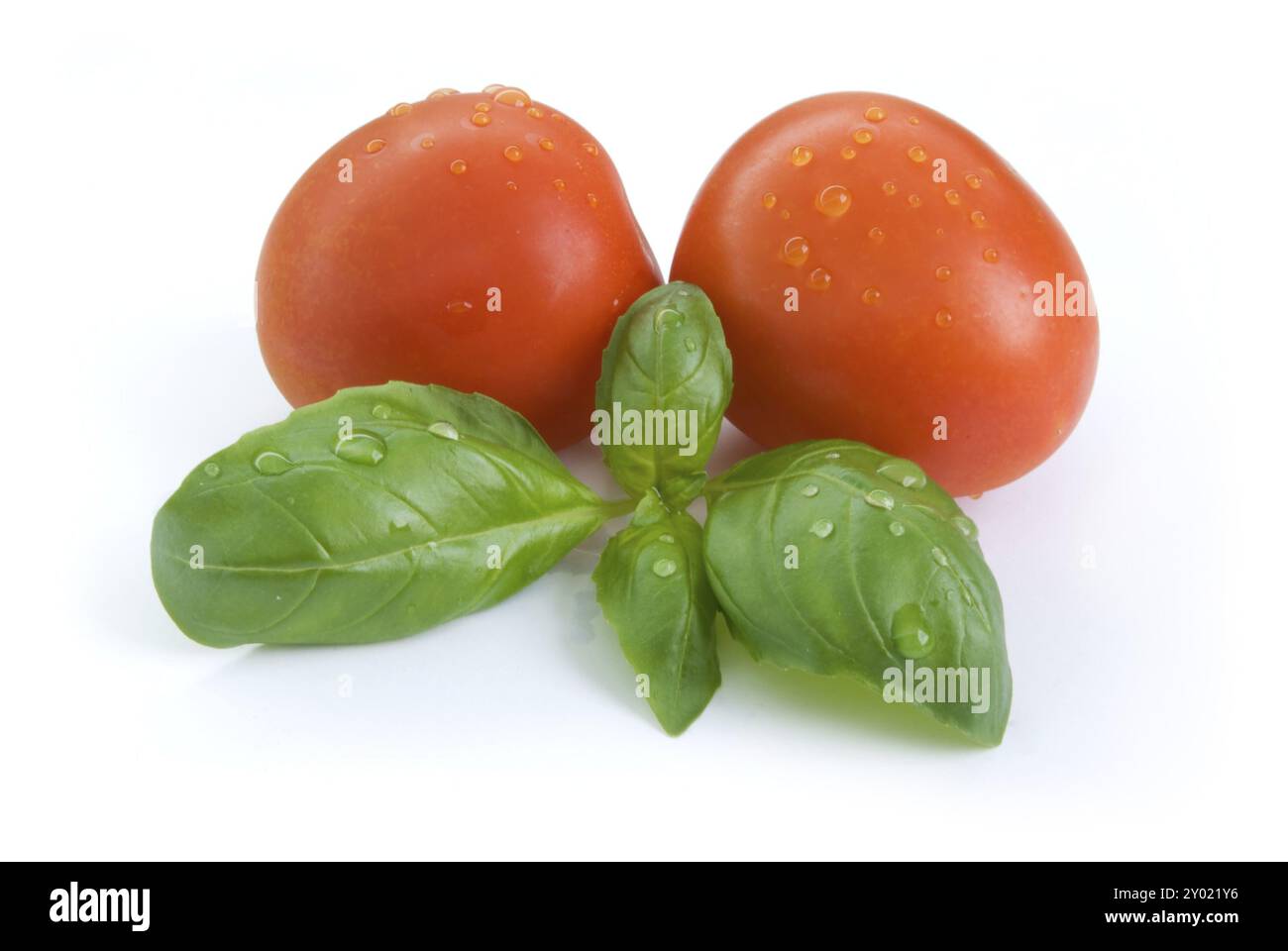 Basil leaves and tomatos isolated on white background Stock Photo - Alamy