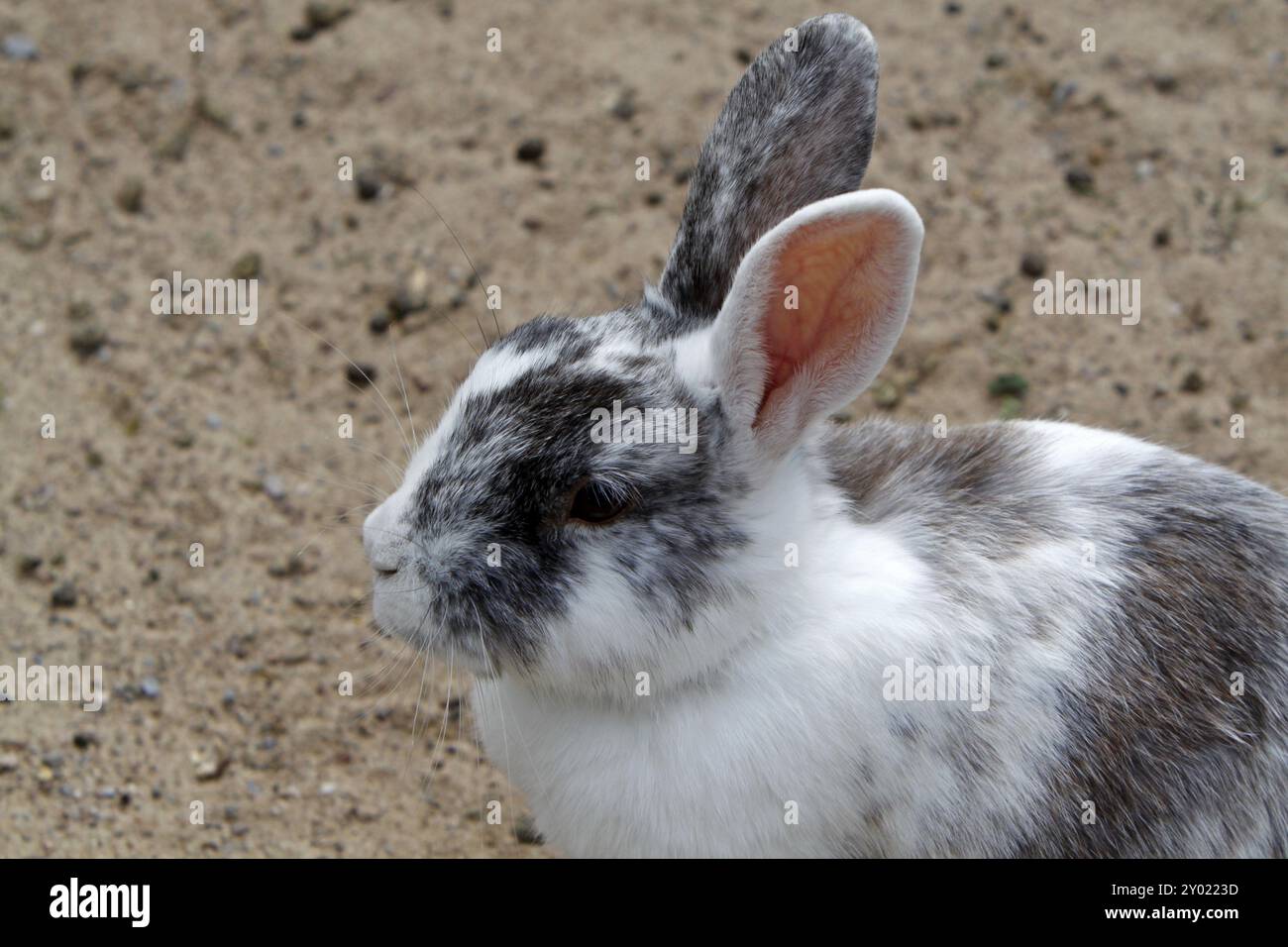 Cluj Rabbit Cuddly rabbit childs toy hi-res stock photography and images - Alamy
