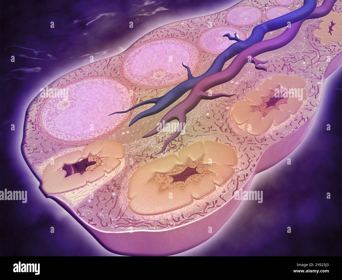 Microscopic cross section hi-res stock photography and images - Alamy
