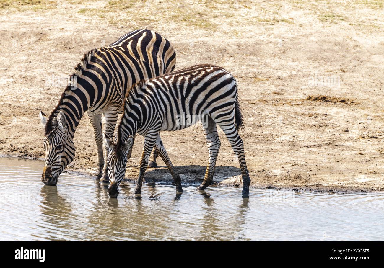 Group zebras spotted in hi-res stock photography and images - Alamy