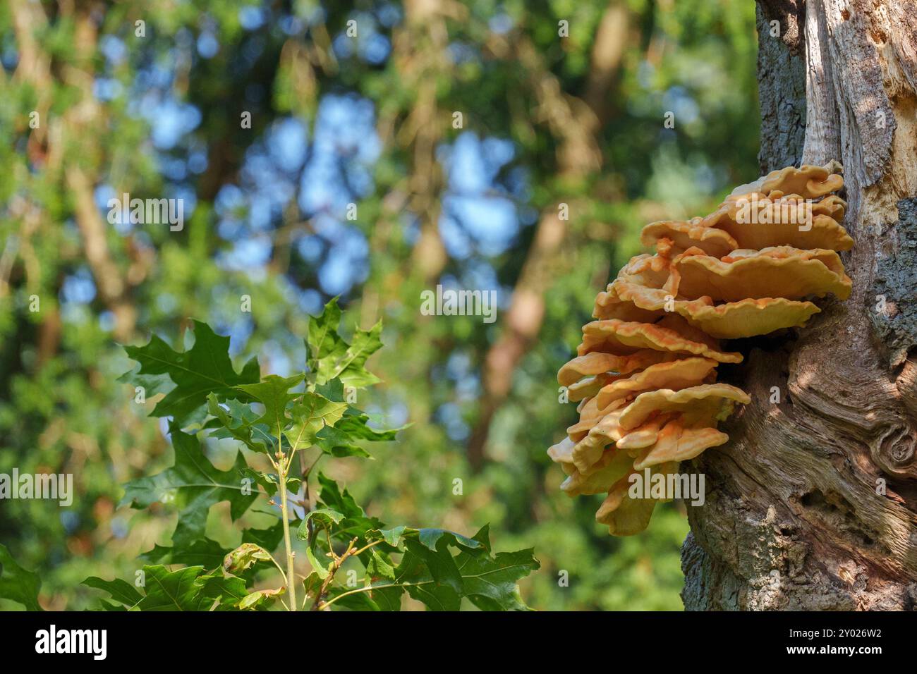 tree fungi in southampton old cemetery Stock Photo - Alamy