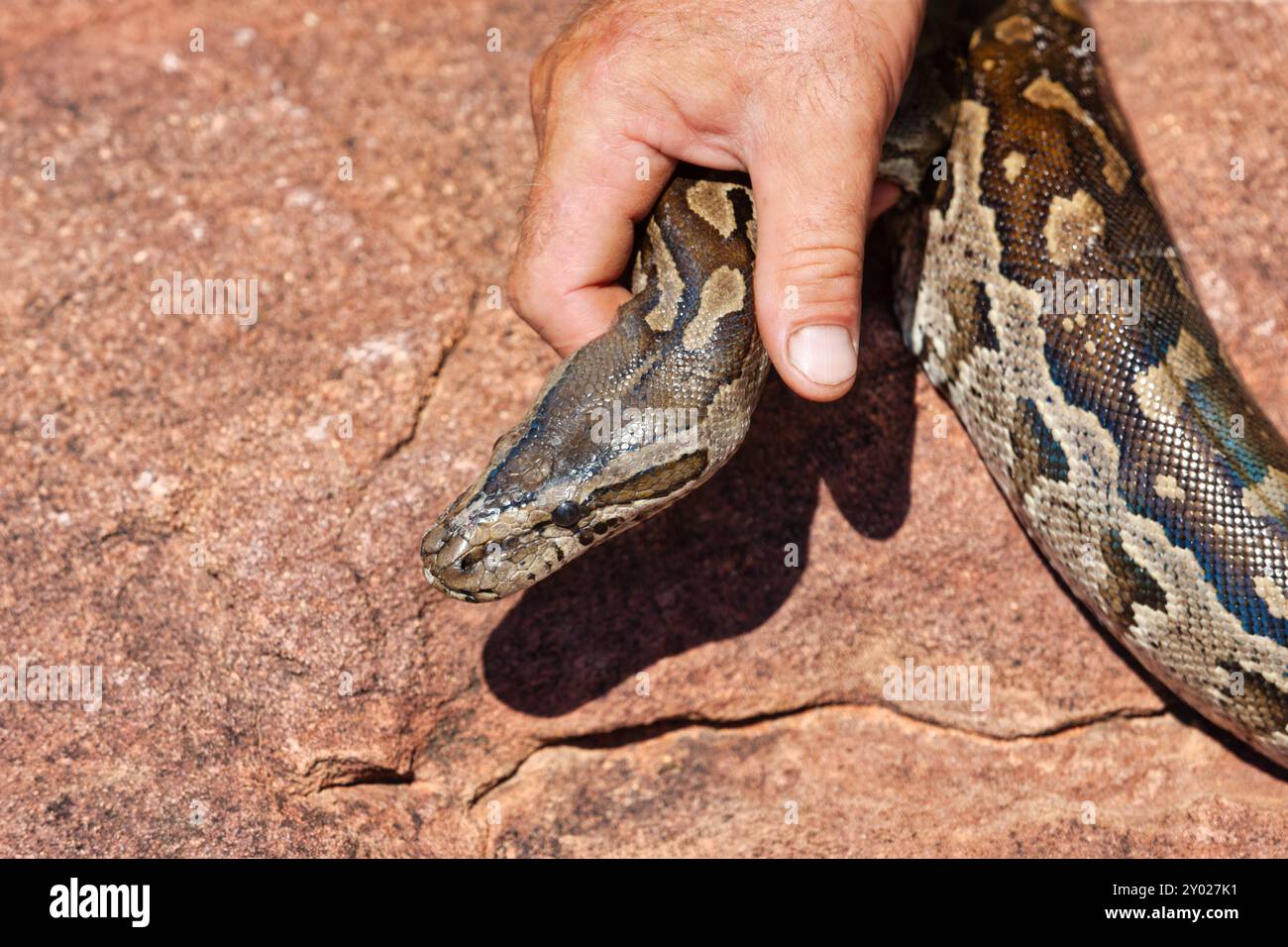 african rock python snake relocation , on a granite stone, man catching ...