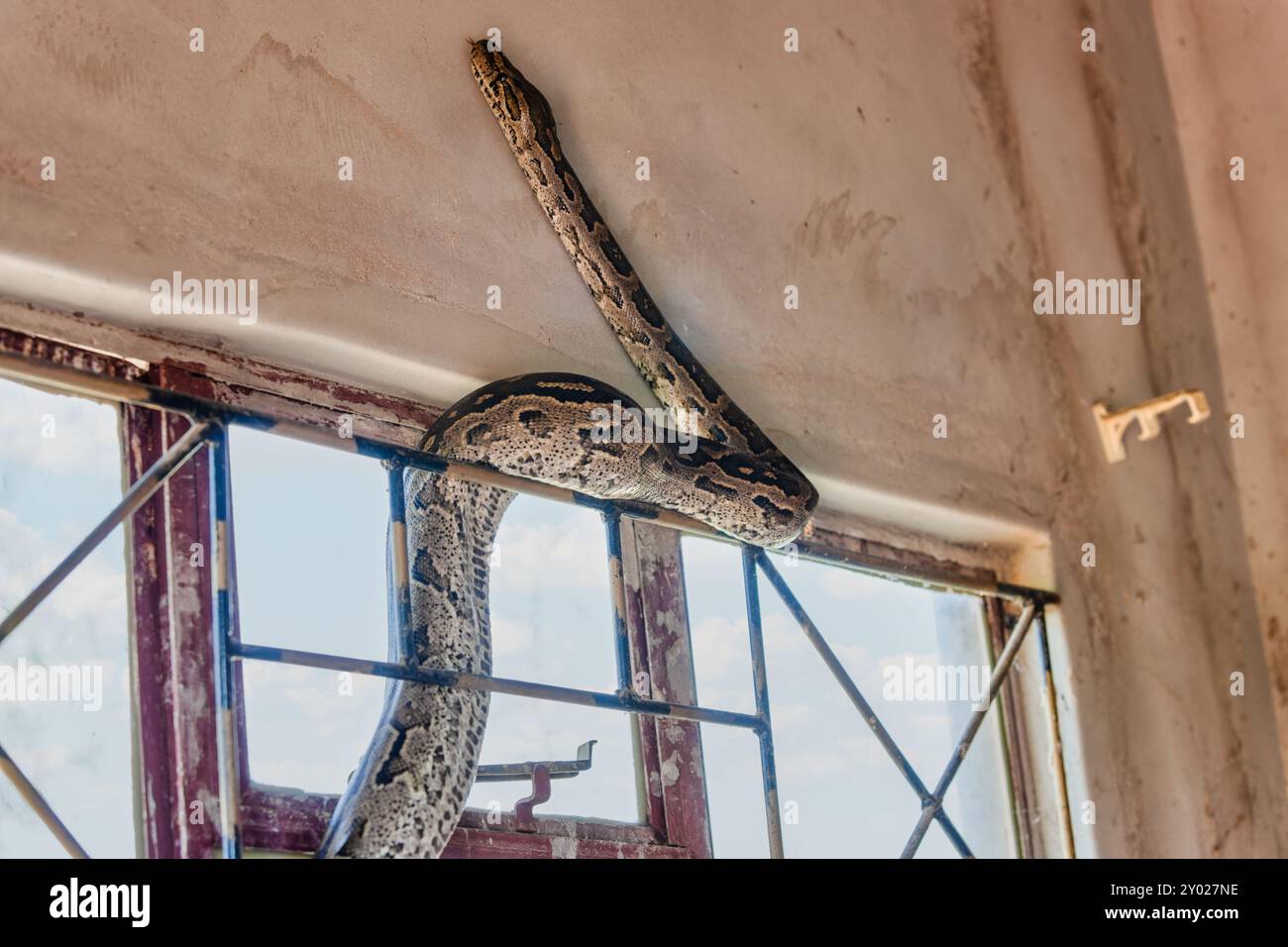 african rock python snake, sneaking through the window in the house ...