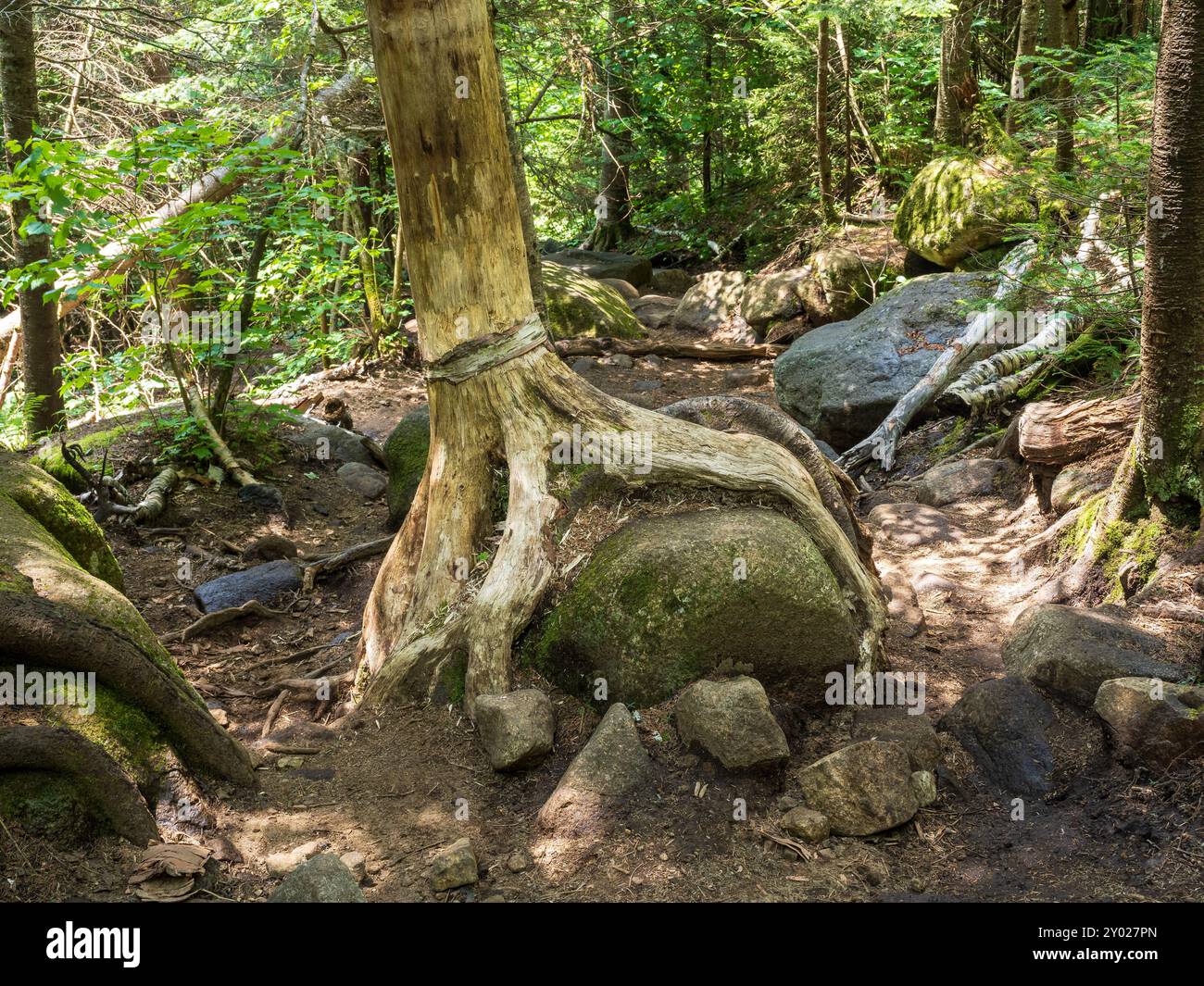 Standing Strong Like Mountains Green Resilient photo