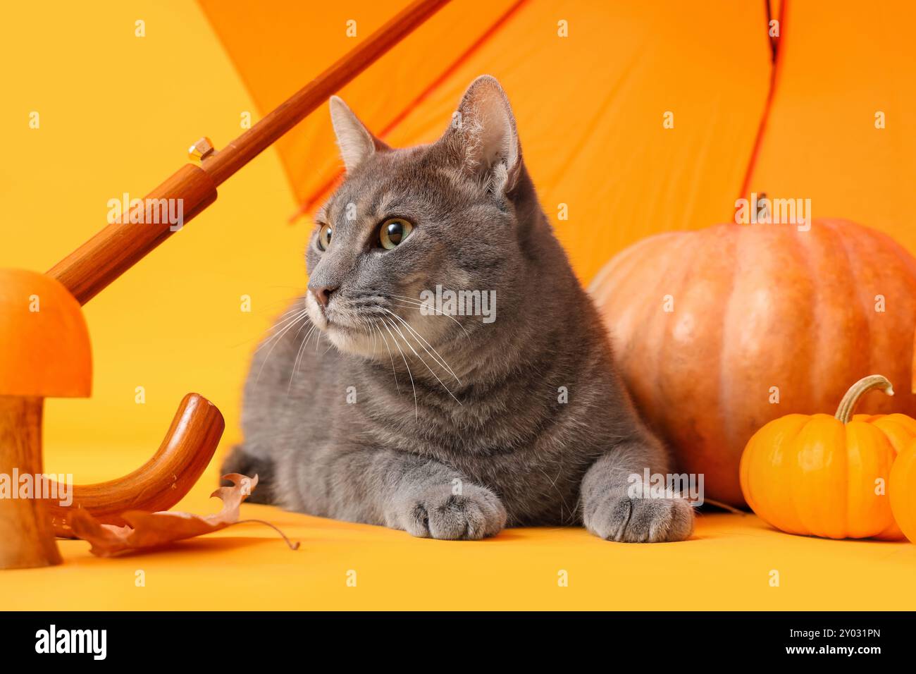 Korat Cat Umbrella Korat Cat Umbrella