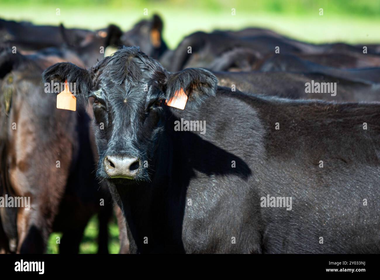 Black Angus brood cow in group of cattle looking at the camera Stock ...
