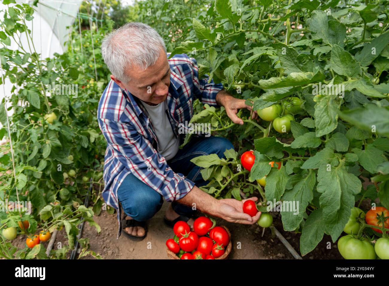 Mature farmer picking organic tomatoes from his garden Stock Photo - Alamy