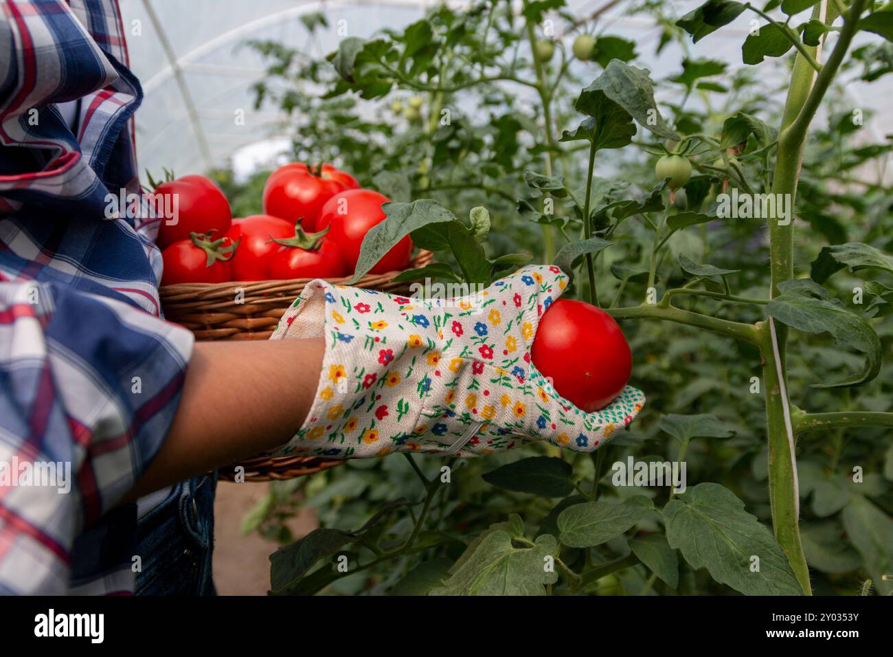 Teenager girl farmer picking organic tomatoes from his garden Stock ...