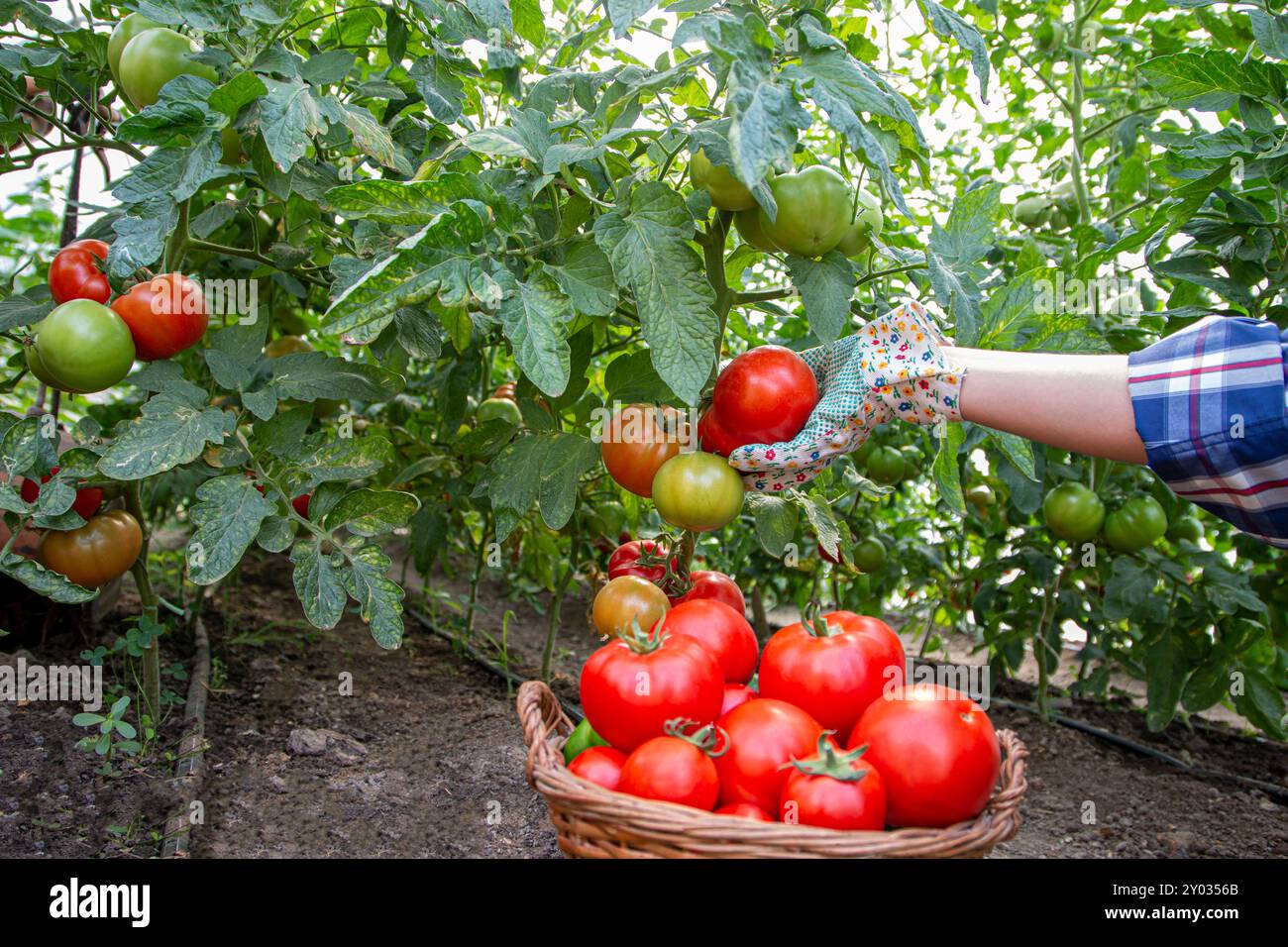 Caucasian farmer picking organic tomatoes from his garden Stock Photo ...