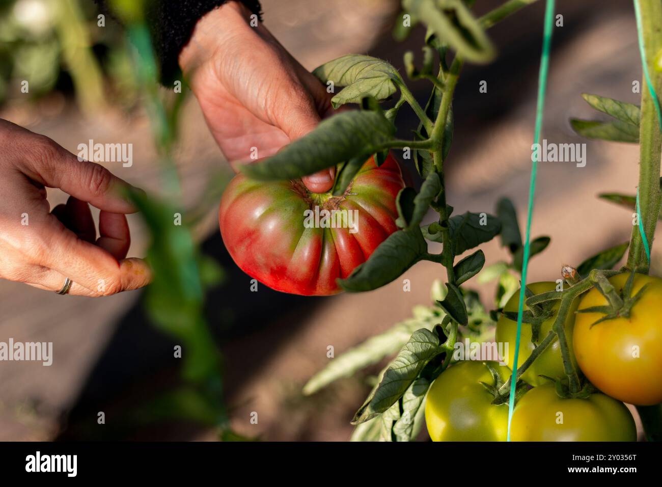 Mature woman picking organic tomatoes from his garden Stock Photo - Alamy
