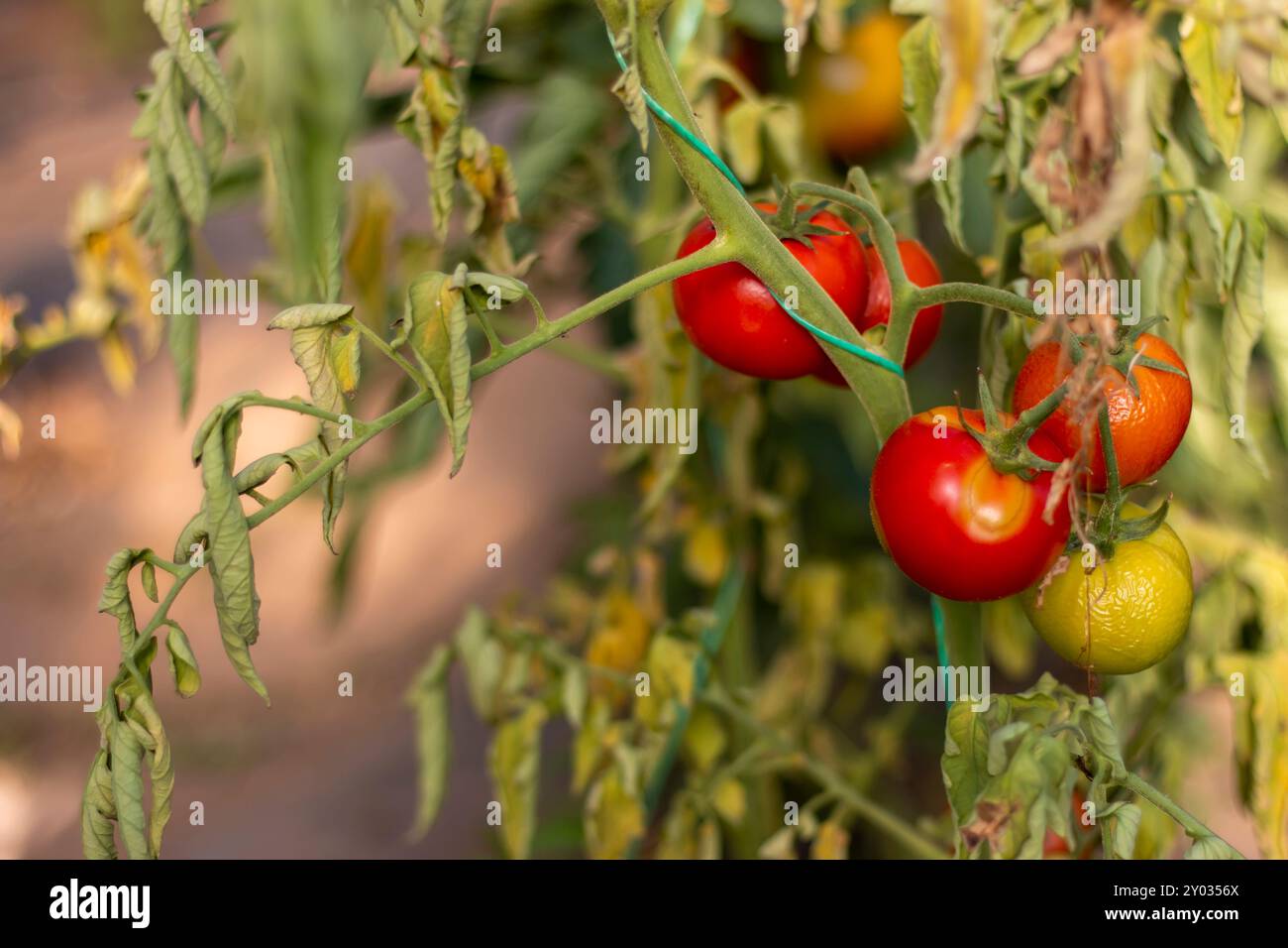 Tomato plant disease. Physiological disorder in tomato, caused by calcium  deficiency Stock Photo - Alamy