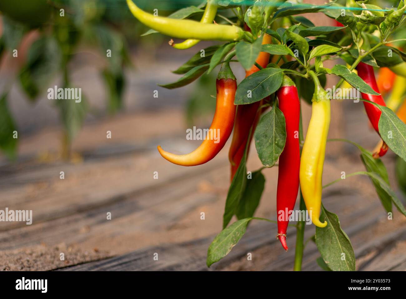 Chilli peppers greenhouse hi-res stock photography and images - Alamy