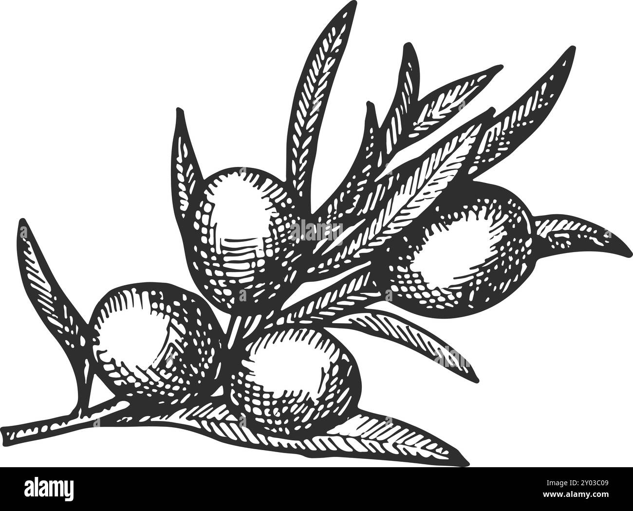Olive tree branch with ripe berries hand drawn sketch Stock Vector ...