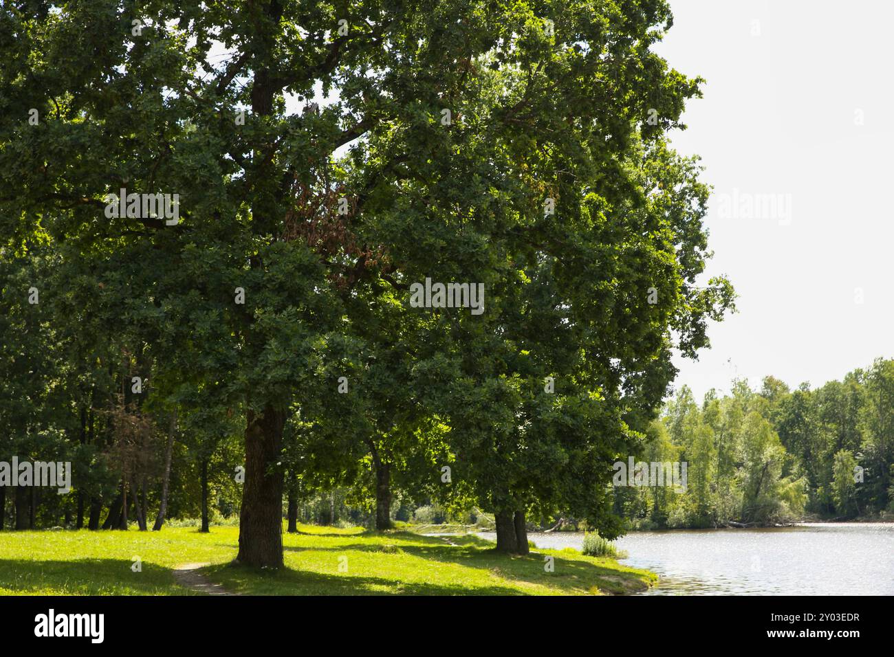 Green trees by lake hi-res stock photography and images - Alamy