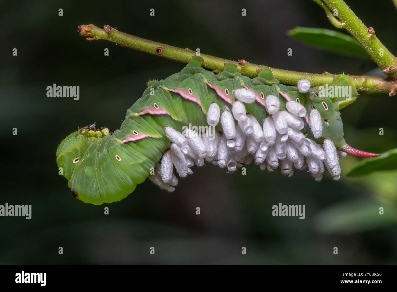 A Pawpaw Sphynx Moth caterpillar (Dolba hyloeus) has been parasitized ...