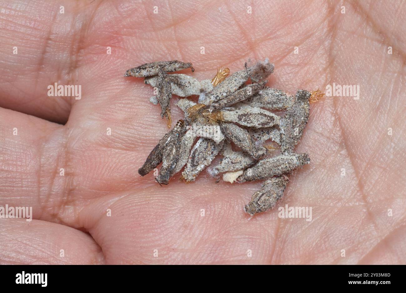 close shot of the bundle of plaster bagworm nestle. Stock Photo