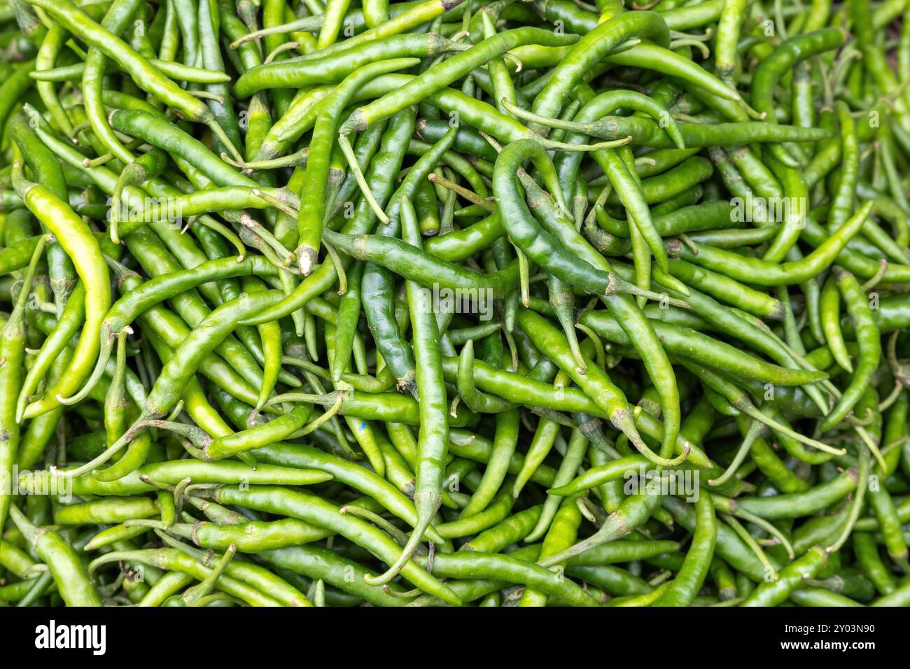 Pile of fresh raw green chilli for sale at local market. Stock Photo