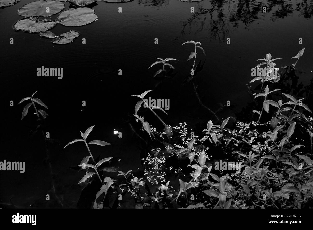 Above water tree Black and White Stock Photos & Images - Alamy