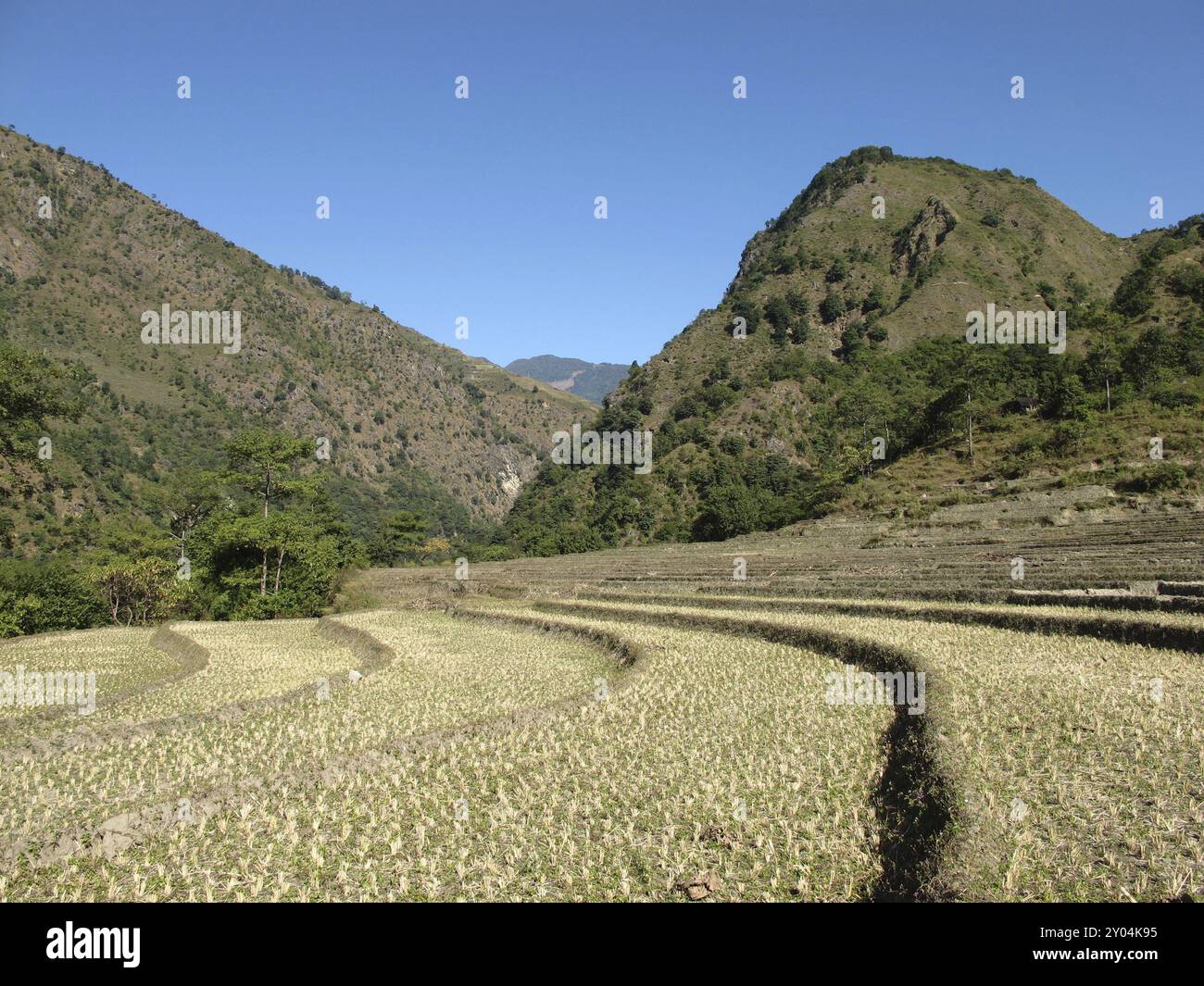 Empty Rice Fields Empty rice field after hi-res stock photography and images - Alamy