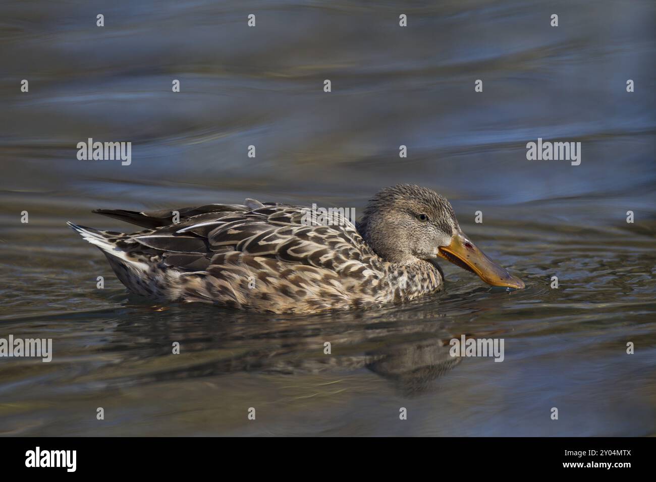 Shoveler, female, Anas clypeata, northern shoveler, female Stock Photo